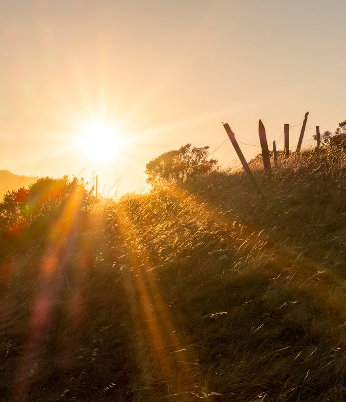 Golden sunset illuminating a grassy hillside with a rustic fence, capturing the essence of tranquility.