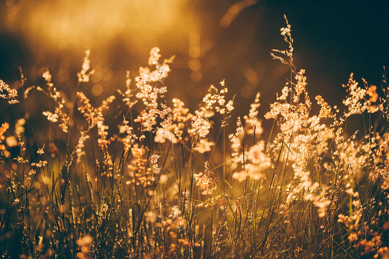 Ears of wild plants on long thin fragile leafless stems in sunlight in evening
