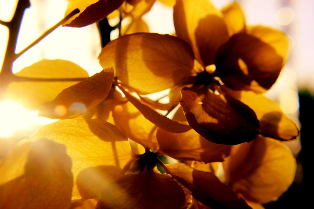 Close-up of golden yellow flowers backlit by the morning sun, showcasing delicate petals.