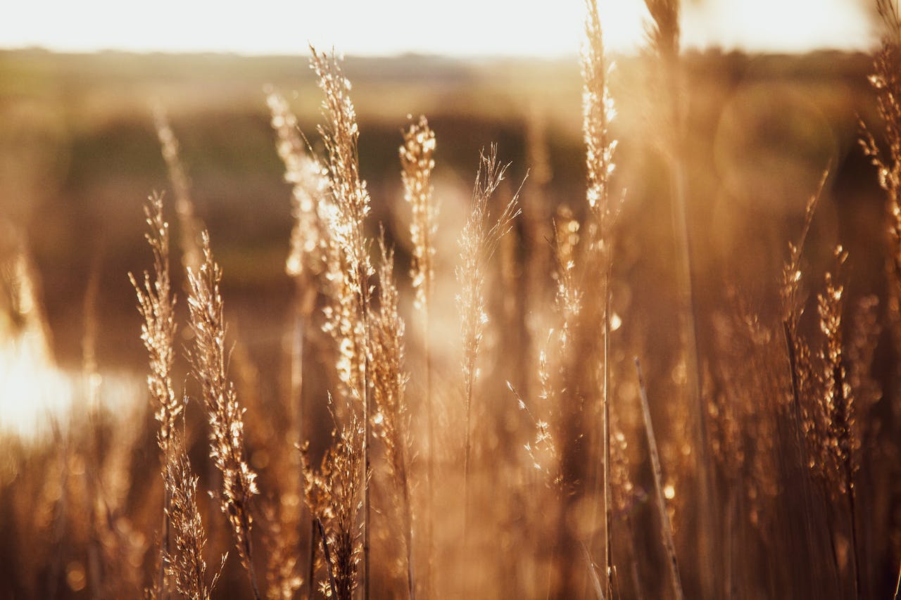 Close-up of a golden wheat field backlit by the warm sunrise glow, casting a serene rural atmosphere.